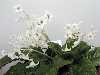 <em>Conandron ramondioides alba</em>